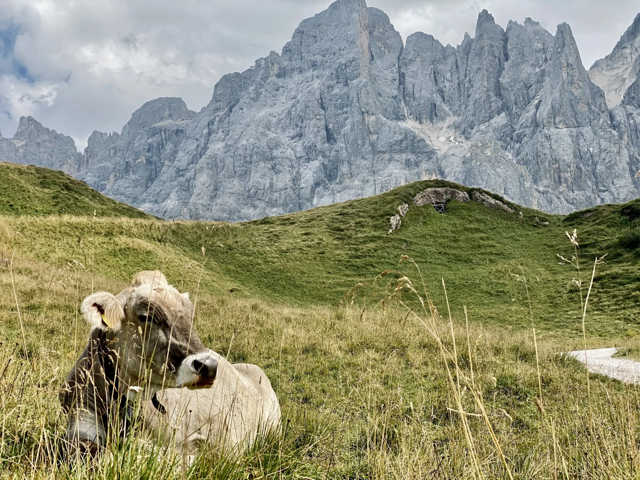 Mucca al pascolo sotto le Dolomiti